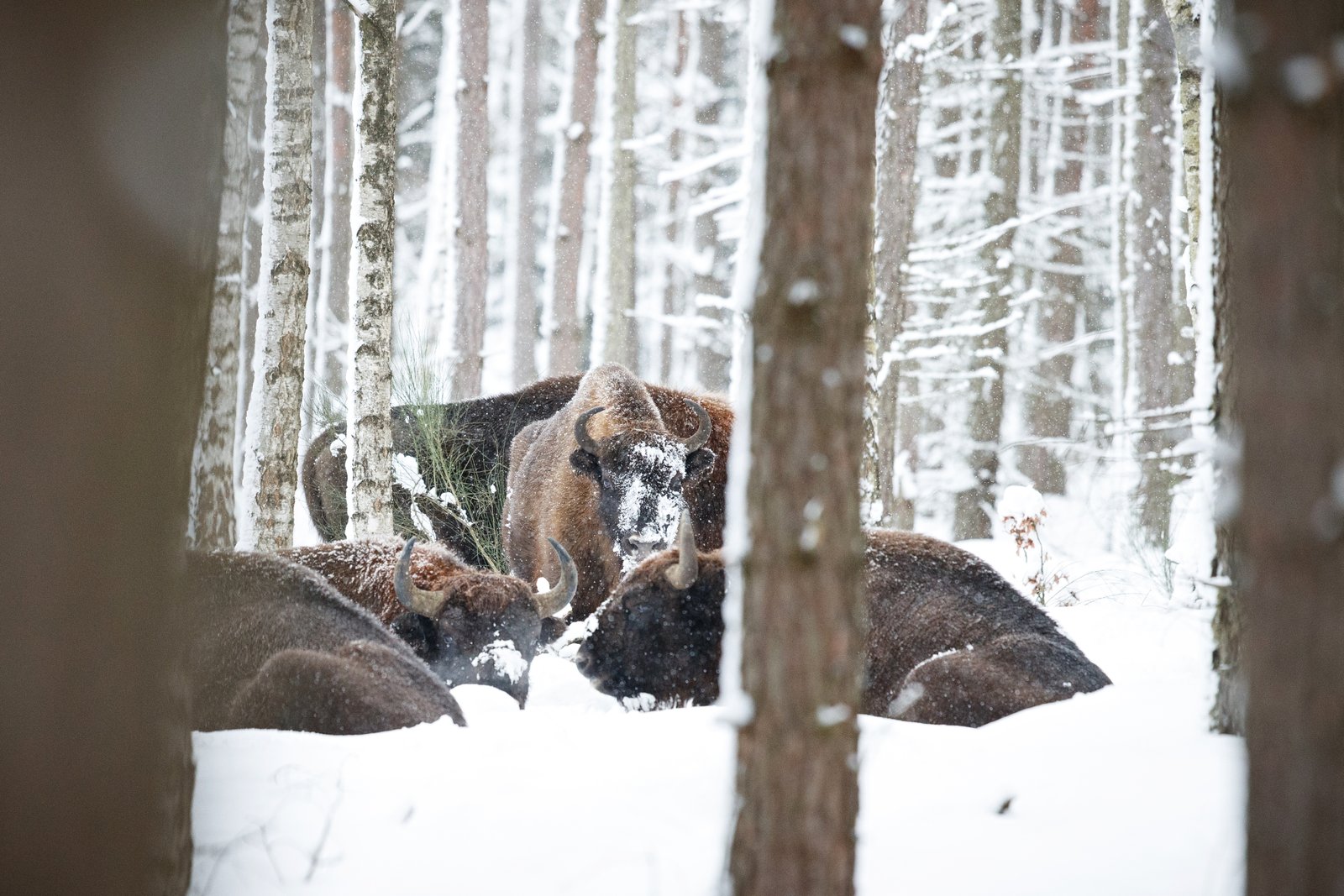 Hunter tracking a Canadian Lynx in the snowy British Columbia wilderness