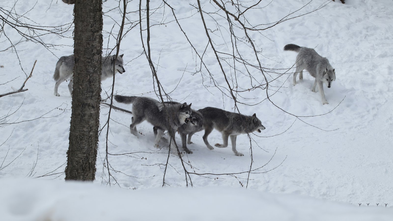 A pack of hunting hounds working together in the snow.